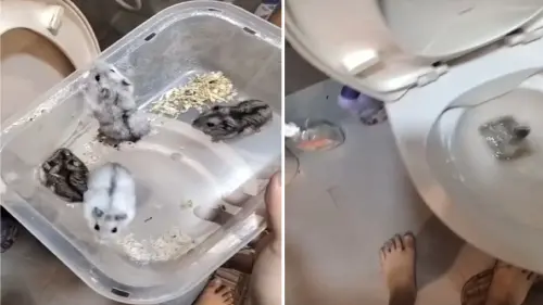 殘忍至極！泰籍女IG限動炫耀丟10隻倉鼠沖馬桶　網友：罰死他
