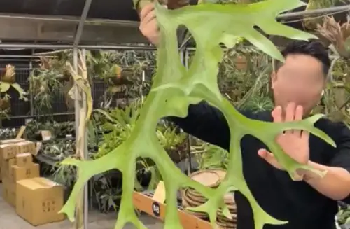 台版「馴鹿寶貝」 女狂粉34天匯95次1元！帥老闆不堪騷擾崩潰
