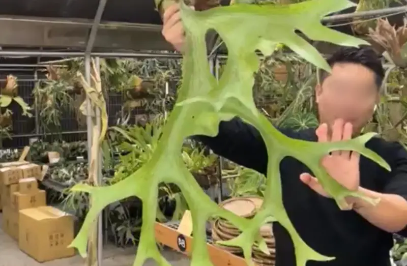 ▲台南這名園藝店帥哥老闆不堪女狂粉騷擾而提告跟騷法，判決揭露女粉會跑到老闆家叫外送，甚至在34天內匯款95次1元給老闆。（圖／翻攝臉書）