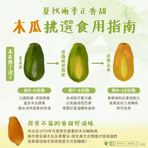 ▲木瓜是一年四季都吃得到的水果，但每年4月至11月，特別是夏天、秋天的盛產期，品質是最好的。（圖／農糧署提供）