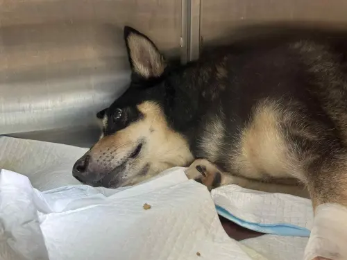 竹女校狗Happy突送醫！6天前才現身新生訓練　千人集氣：等你回來
