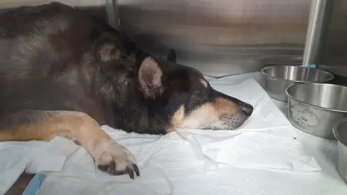 ▲（圖／臉書粉專竹女校狗 Happy）