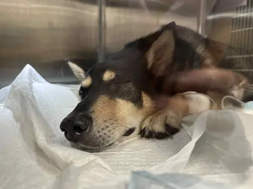 ▲（圖／臉書粉專竹女校狗 Happy）