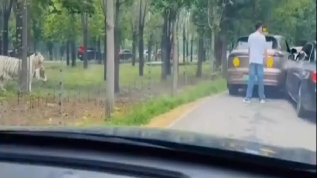 ▲河北秦皇島一處動物園，上月31日上演荒誕一幕，幾名遊客為了車輛碰撞，無視自己身處猛獸區，直接下車理論，一旁就有2隻老虎在觀望。（圖／擷取自微博影片）