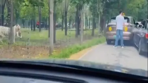 不滿擦撞直接下車理論！河北動物園遊客　險成老虎「美味外賣」
