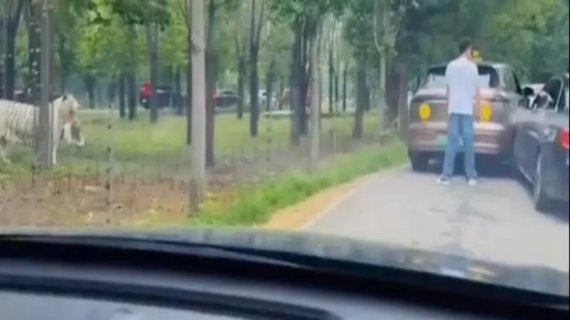 ▲河北秦皇島一處動物園，上月31日上演荒誕一幕，幾名遊客為了車輛碰撞，無視自己身處猛獸區，直接下車理論，一旁就有2隻老虎在觀望。（圖／擷取自微博影片）