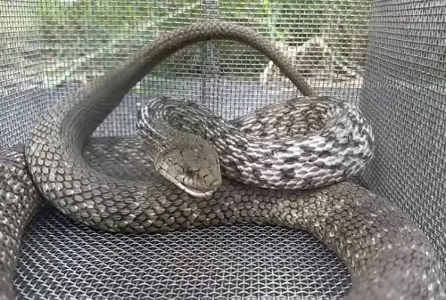 台南蛇窟同地點狂抓12條！「貪吃蛇」臭青母偷雞蛋落網
