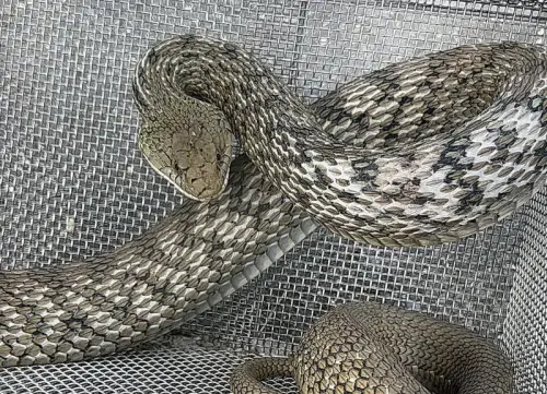 ▲台南安南「蛇窟」雞舍陷阱捕獲臭青母，四個多月以來就狂抓12條。（圖／鄭琨諺提供）