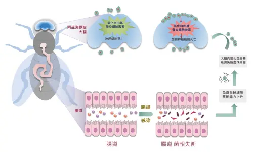 ▲國衛院研究發現，腸道菌相的失衡，的確會加劇阿茲海默症大腦神經退化。（圖／國衛院提供）