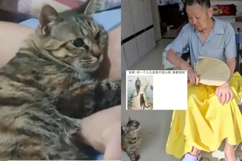 ▲一名網友分享父親病重返家後不久離世，更令人鼻酸的是，陪伴多年的老貓竟在父親過世一小時後隨之離去，就像是在等著與「爺爺」一同啟程。（圖／翻攝自微博）