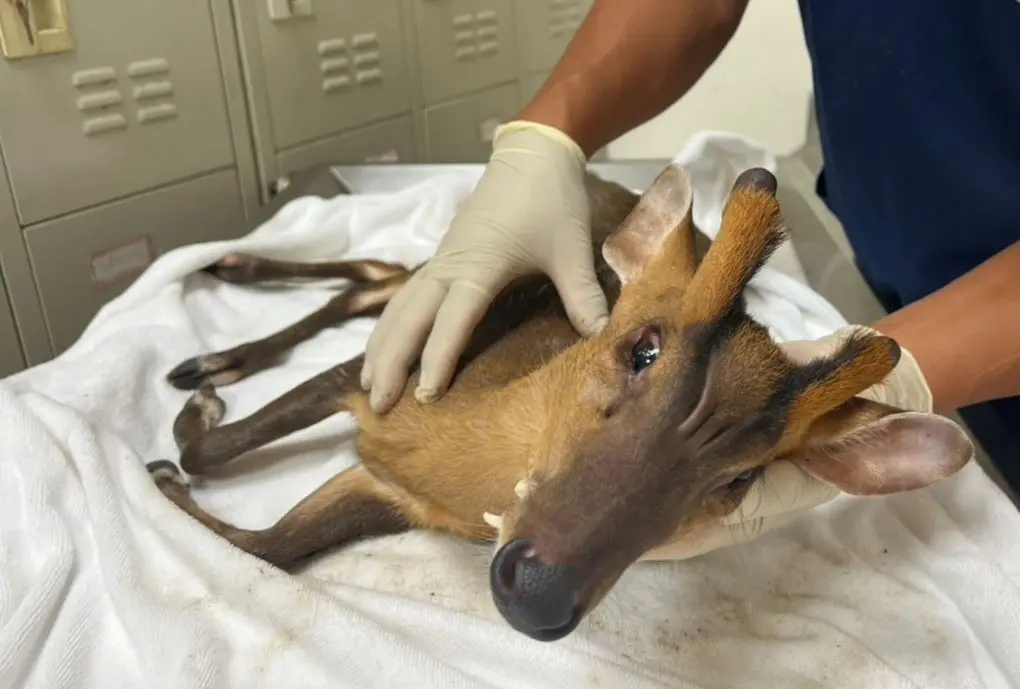 ▲新北市動保處接獲民眾通報，在石門區濱海高爾夫球場發現一隻受傷的成年山羌闖入。（圖／新北動保處）