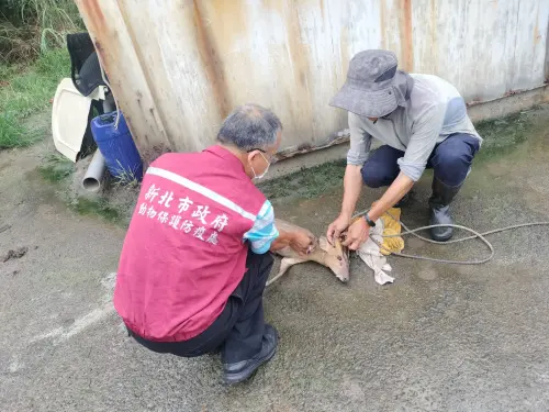 ▲救援獸醫師謝弘斌為救援這隻受傷山羌，先施打鎮靜劑。（圖／新北動保處）