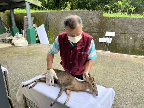 ▲受傷山羌被施打鎮靜劑情況稍微穩定之後，被送回動保處治療。（圖／新北動保處）