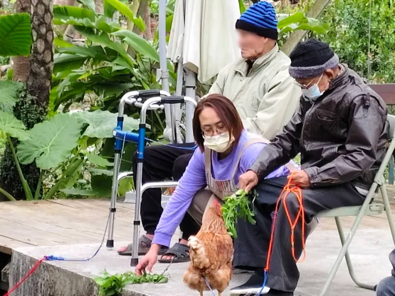 ▲伯拉罕推動的「友雞生活」是全台少見的照顧模式。長輩飼養溫順的雞隻，在維護雞舍、撿蛋過程中活動身體並感受陪伴。（圖／伯拉罕共生照顧勞動合作社）