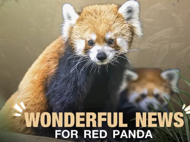 緬甸仰光動物園迎來珍貴嬌客！小熊貓米米芒芒萌翻全場