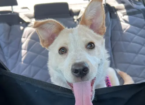 狗狗被領養「一路燦笑回家」！7天後再也不笑了　志工曝原因心碎
