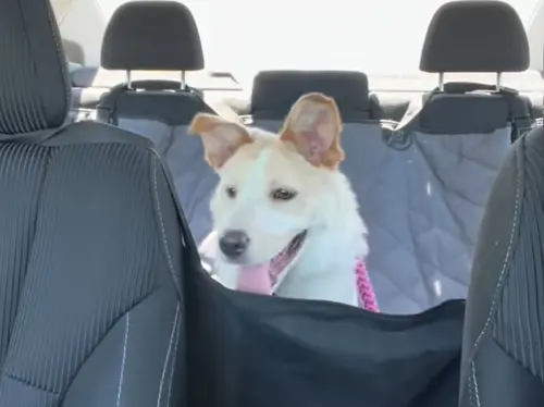 ▲（圖／TikTok@juliesaraceno2）