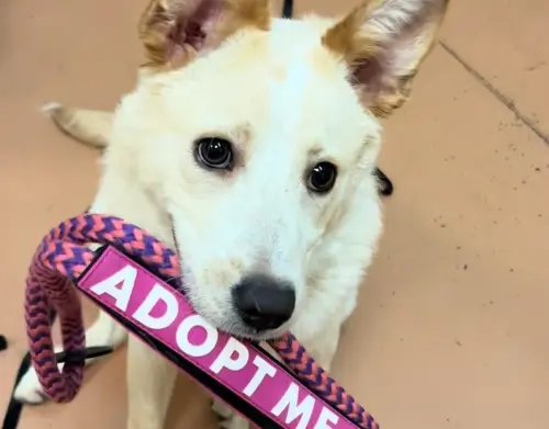 ▲（圖／TikTok@juliesaraceno2）