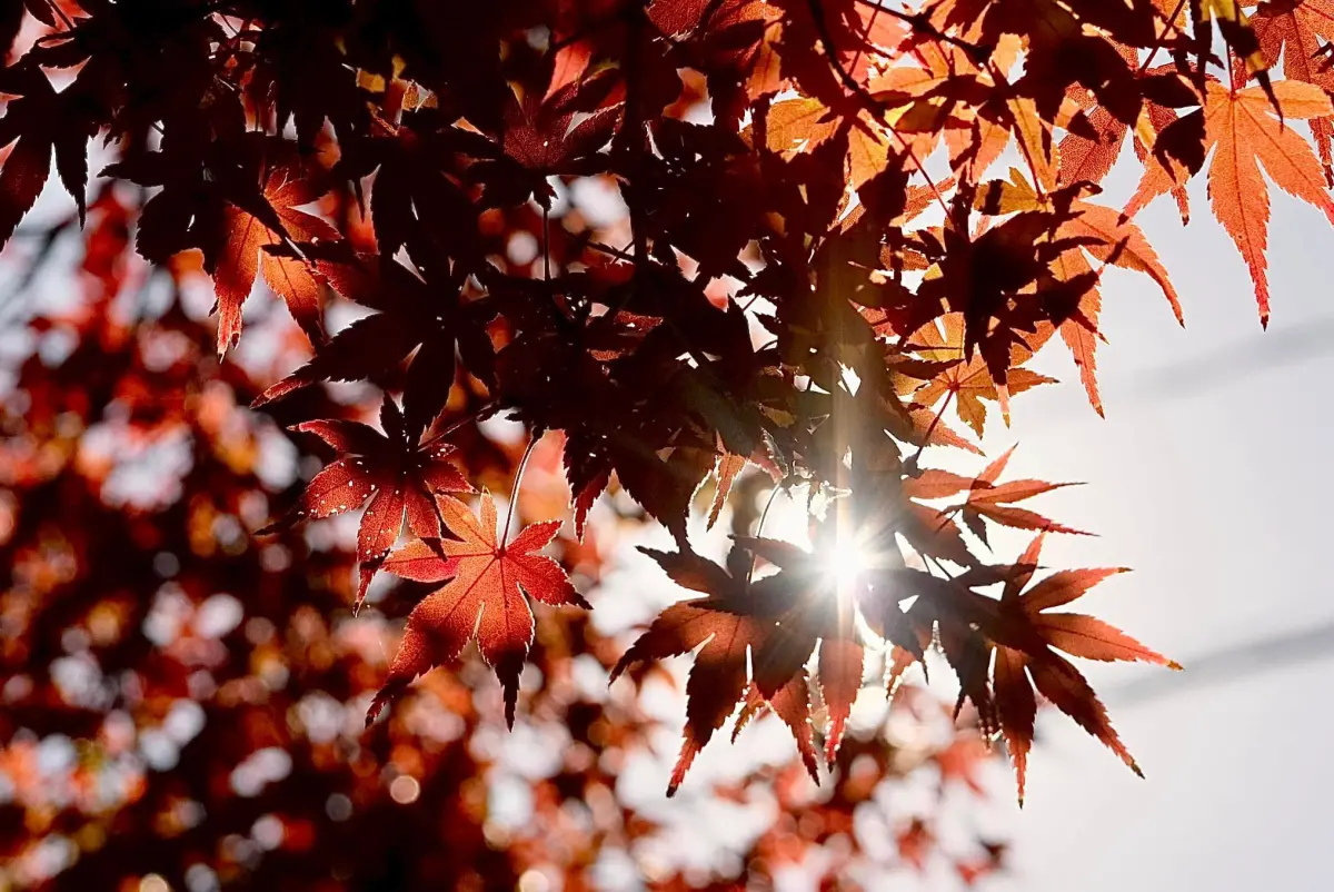 ▲日本即將於11月迎來賞楓旺季，日本氣象株式會社發表「2025年第1回紅葉及黃葉見頃預測」，預測日本今年夏秋全國氣溫偏高，北日本及東日本的見頃時期將會比往年遲。（圖／記者葉盛耀攝）