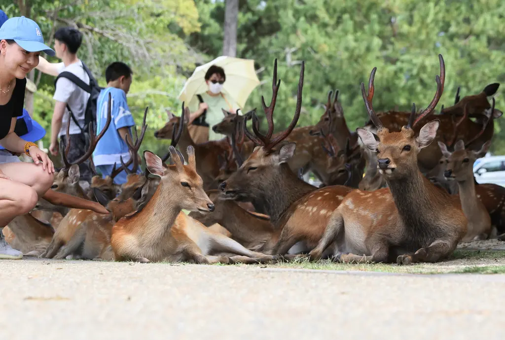 中客不來奈良鹿快餓死？網1句話7000人笑翻 當地議員曝真相