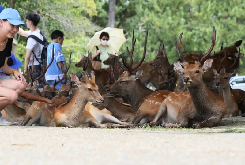 中客不來奈良鹿快餓死？網1句話7000人笑翻　當地議員曝真相