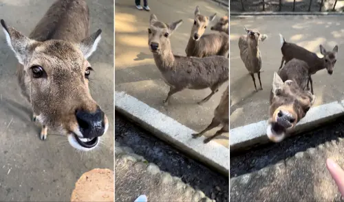 ▲日本奈良公園的鹿群數量突破新高，由於遊客增加，人鹿衝突事件也增多。（圖／記者陳政嘉攝）