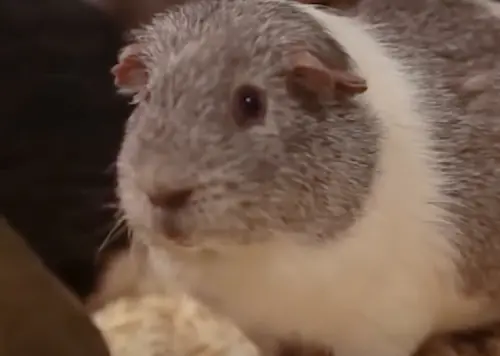 公天竺鼠誤闖禁區！3週內讓100隻母鼠通通懷孕　動物樂園現況曝光
