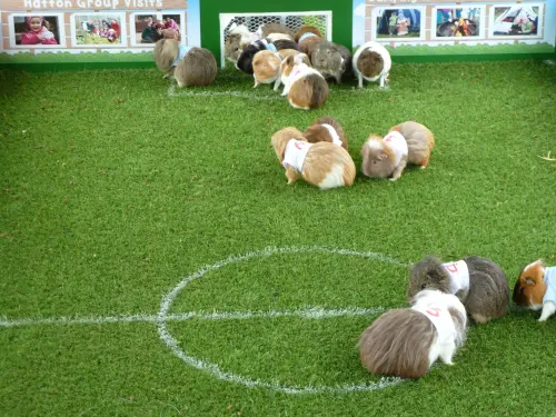 ▲「哈頓冒險世界」動物樂園的天竺鼠數量多到可以踢足球。（圖／翻攝Hatton Adventure World ）