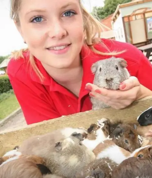 ▲蘭迪看著100隻懷孕的老婆們等待生產。（圖／翻攝Hatton Adventure World ）