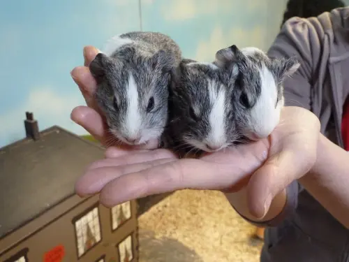 ▲2014年6月，藍迪（左一）與出生後的孩子合照，孩子已經快追上爸爸的體型了。（圖／翻攝Hatton Adventure World ）