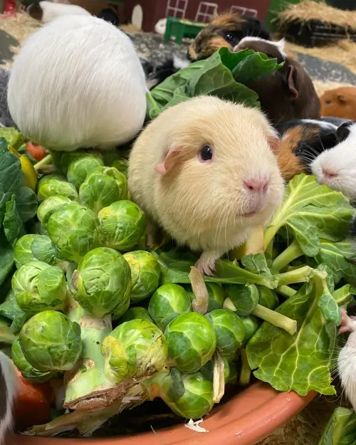 ▲到了2025年，哈頓冒險世界園區內的天竺鼠還是很多，有一大部分都還是藍迪的鼠鼠孫孫。（圖／翻攝Hatton Adventure World ）