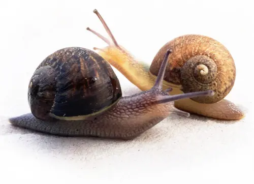 罕見「左旋蝸牛」現蹤紐西蘭！想擺脫單身　機率僅4萬分之1
