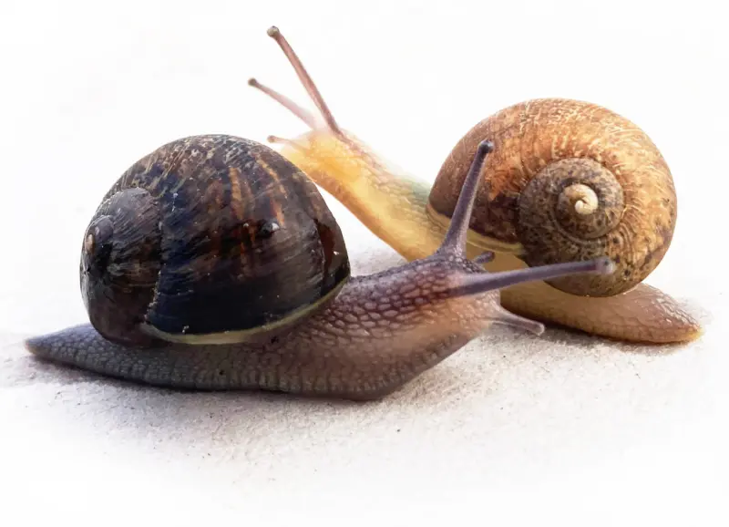 ▲紐西蘭發現罕見的左旋蝸牛Ned，當地生物地理雜誌為了牠特別發布徵集伴侶訊息。（圖／New Zealand Geographic官網）