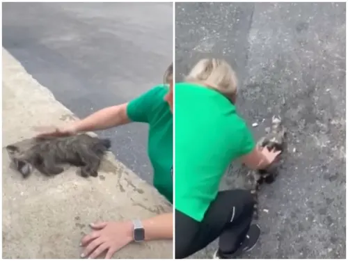 「宿醉浣熊」倒垃圾桶！浣熊媽媽急找人類幫忙　護士幫做CPR救回
