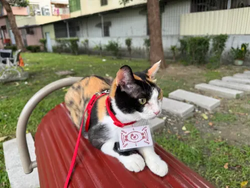 《鬼滅之刃》真貓版茶茶丸現身！還原度100%　全場融化：以為是AI
