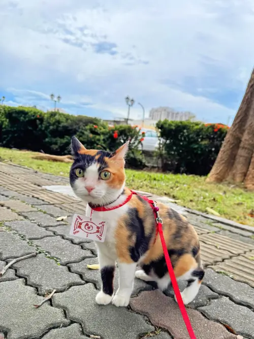 ▲（圖／Threads@szyu_0509授權提供）