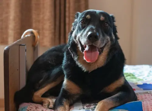 ▲（圖／翻攝自臉書粉專「Scout's House & Friends」）