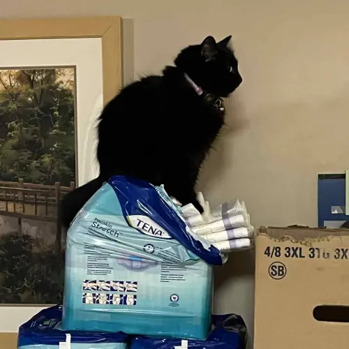 ▲（圖／翻攝自臉書粉專「Scout's House & Friends」）