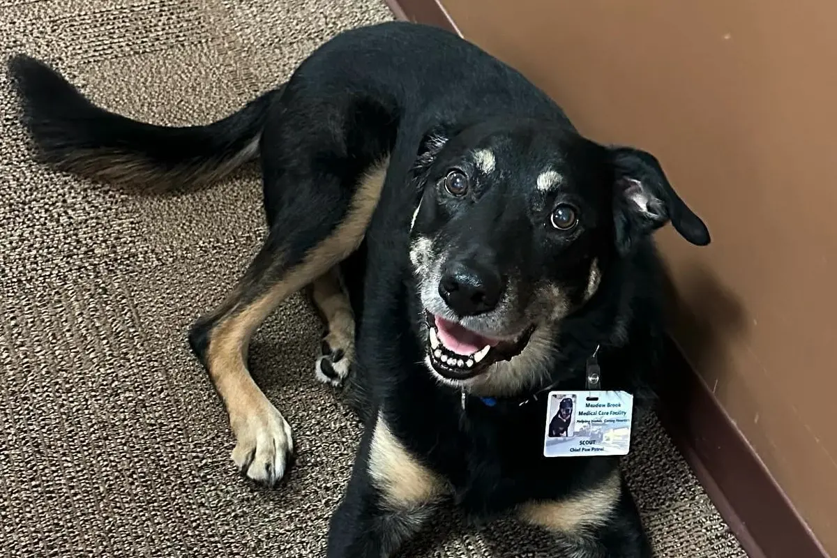 ▲美國密西根州一隻狗狗「史考特（Scout）」，8年前因三度從家中「越獄」，自行闖入養老院，意外成功應徵上「養老院吉祥物」。（圖／翻攝自臉書粉專「Scouts House Friends」）