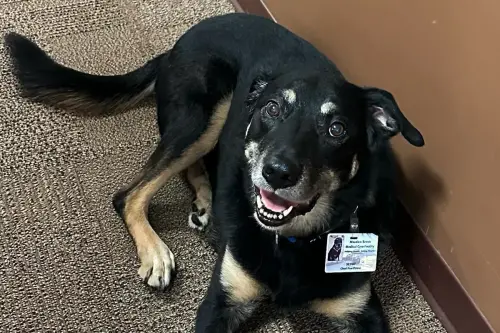 小黑狗想當養老院吉祥物！「3度越獄」應徵成功　入職8年萌翻爺奶
