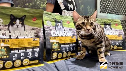 ▲具野性魅⼒的孟加拉豹貓等罕⾒貓種齊聚，讓⼈⼤飽眼福。（圖／記者陳美嘉攝，2025.09.06）