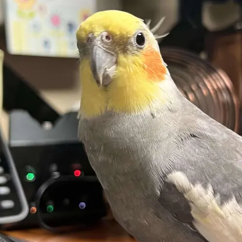 ▲（圖／翻攝自臉書粉專「Scout's House & Friends」）