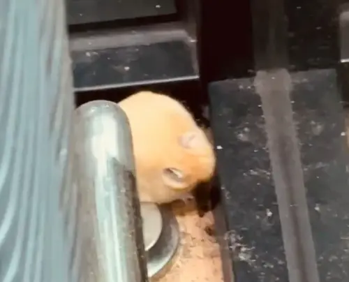 ▲全聯倉鼠（圖／Threads@_lry.3.27授權提供）