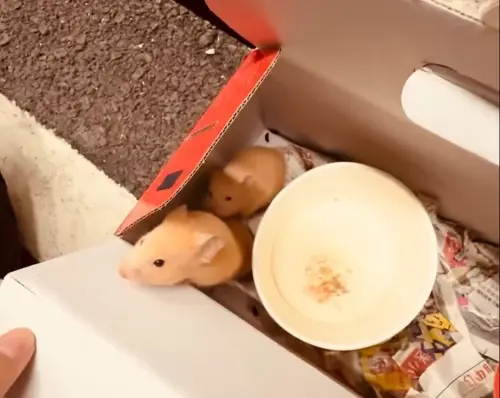 ▲全聯倉鼠（圖／Threads@_lry.3.27授權提供）