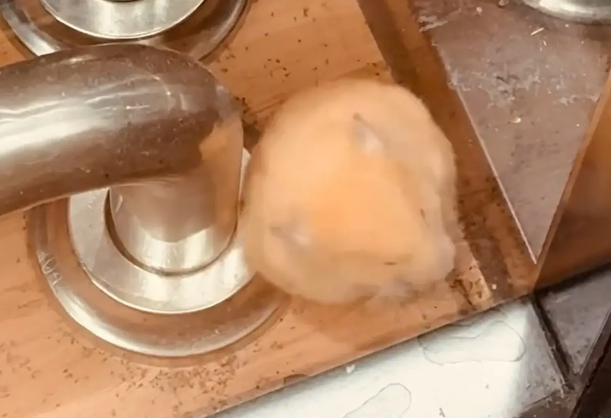 ▲全聯有倉鼠！近日有民眾前往全聯採購，沒想到在大門口意外捕捉到一隻倉鼠，後來還在附近機車停車格發現一整窩倉鼠，引發外界猜測恐是被惡意棄養。（圖／Threads@_lry.3.27授權提供）