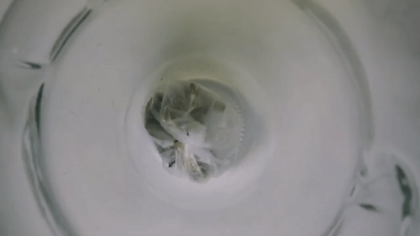 ▲西班牙生物學家博托基尼（Federica Bertocchini）博士在2017年發現，蠟蟲可以吃掉塑膠袋，並且從中逃出。（圖／César Hernández/Ainhoa Goñi）