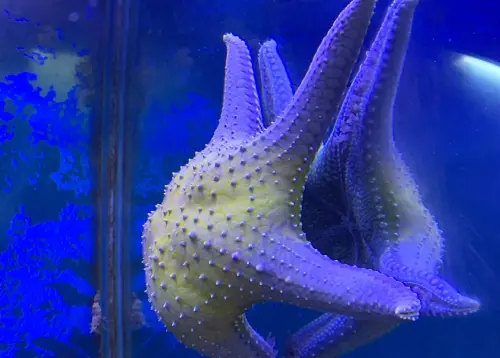 ▲（圖／澄清湖海洋奇珍園臉書）