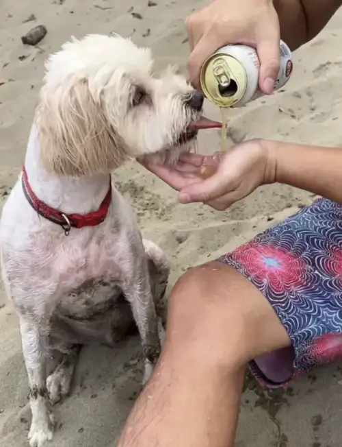 ▲若盈拍下朋友餵狗喝酒的影片，在Dcard上流傳。（圖／翻攝自Dcard）