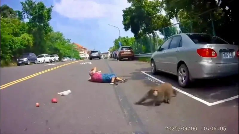 ▲高雄市鼓山區一名老婦人近日因手持的透明塑膠袋中有水果，慘遭獼猴撲倒搶食。（圖／Threads@1xyz_yo提供）