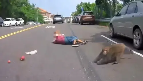 ▲高雄市鼓山區一名老婦人今日因為手持的透明塑膠袋中有水果，慘遭獼猴撲倒搶食。（圖／Threads@1xyz_yo提供）